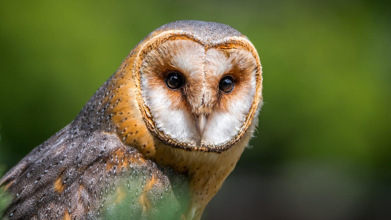 owl