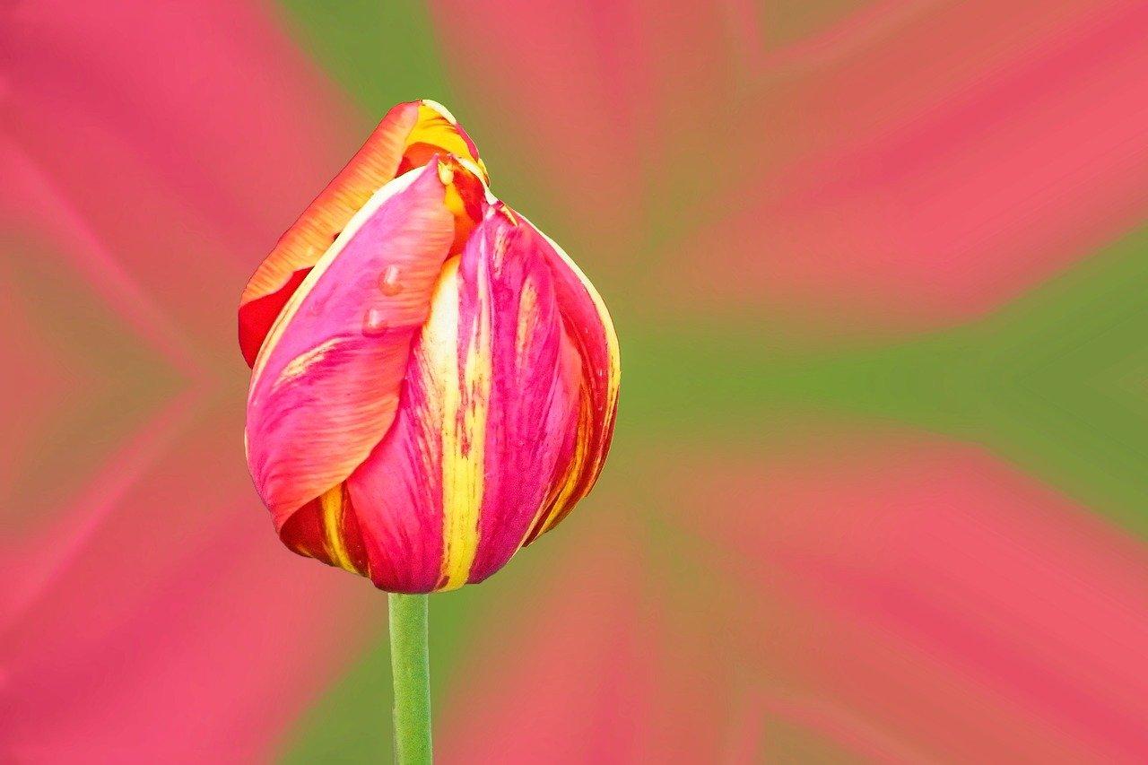 tulip